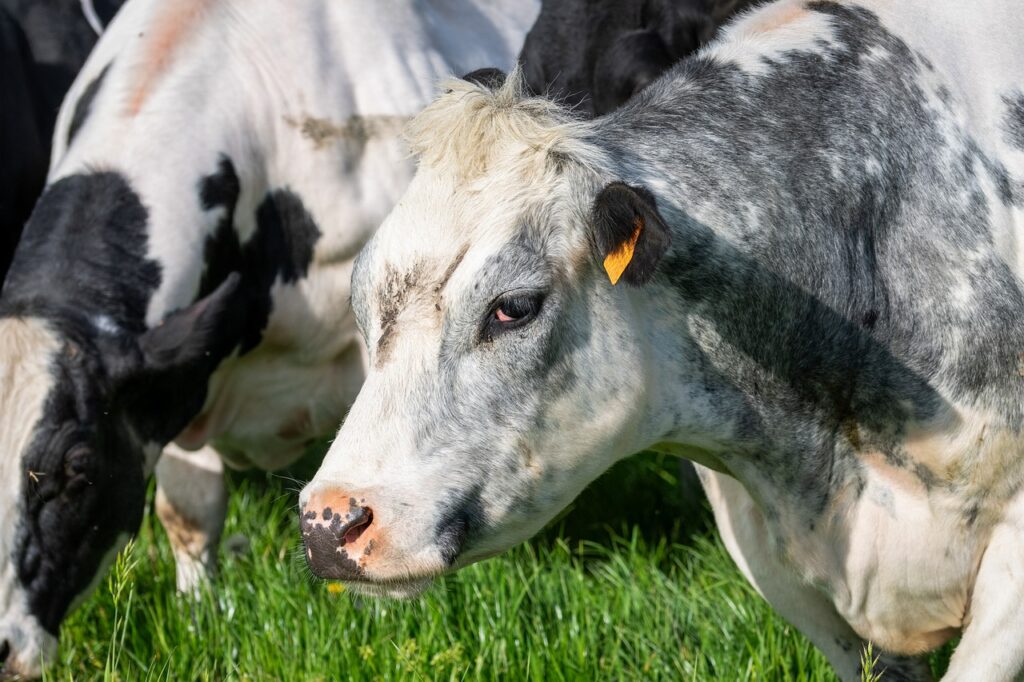 cow, bull, cattle-8100952.jpg