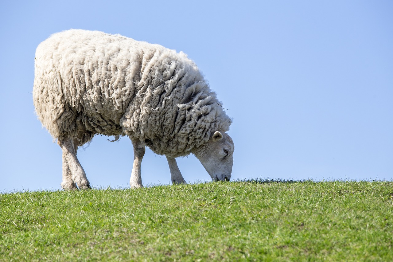 sheep, grass, livestock-4797921.jpg